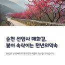 순천 선암사 매화길 걷기 좋은 날, 아야야 가볼만한곳은?
