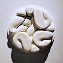 한아름자판기 | 전시 | 그라운드 시소 Room For Wonder : A?DEN, MICHAEL PADERSON, CAMBER KARROLL, GREG GOYA