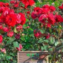 장미원내부 이미지