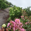 꽃순이농장 이미지