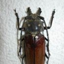 장수하늘소 이미지