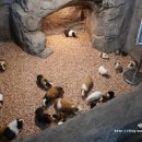 쥬니멀 전시장 이미지