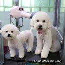 사쿠란보애견샵 부산대점 이미지