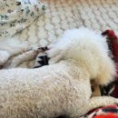 동그리펫 이미지