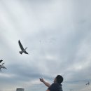 대천항 활어판매장 | 화성 서신 횟집 궁평항 어시장 금천호 참돔과 스끼다시 후기