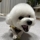 나라라펫 이미지