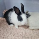 펫엔글라이더 이미지