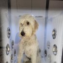 퍼피인더바스 이미지