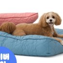 세인트펫