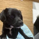 댕댕이꺼 이미지