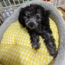 러브리독 | 두부씨 성장일기)아기강아지 배냇미용, 첫 미용 후 스트레스로 토했어요, 아기강아지 울타리 사용기간...