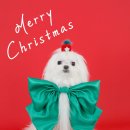 발이봉길 | 분당 강아지 크리스마스 컨셉 촬영 후기