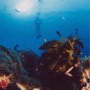 인구 리조트 이미지