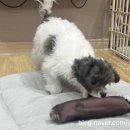 멍냥디저트 이미지