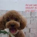 Pet salon 이미지