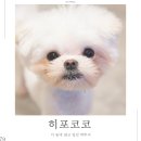 히포코코 이미지