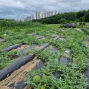 광성 농장 이미지