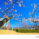 매화공원 광장 이미지