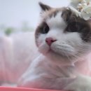 CATFUN(캣펀) 이미지