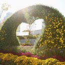 국화전시회 버스킹 문화공연 이미지