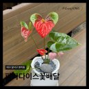 백돈감삼본리점 | 대구 본리동 ㅣ로즈데이 꽃집 파라다이스꽃배달, 달서구 죽전동 스승의날 선물 안스륨 화분 후기
