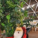 아쿠아펫 카페수족관 이미지