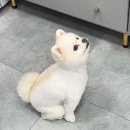 유라임 이미지