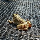 비당농장 이미지