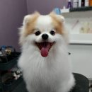 미미고강동 이미지