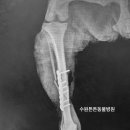 비봉진돗개 이미지