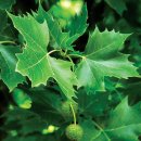 PLATANUS 이미지