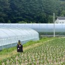 홍천 여행 | 화덕피자와 수제맥주 브루어리가 있는 브라이트바흐 올몬테 | 내돈내산