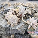 해담스테이 이미지