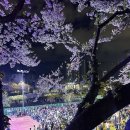 부산 온천천 벚꽃축제 연제고분판타지축제 2일차 후기
