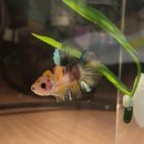 비제이팜 이미지