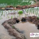 필승농장 이미지