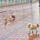 추암농장 이미지