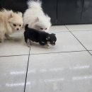 러브미독 이미지