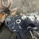 김예자 | 쓰다 만 새해 첫 글