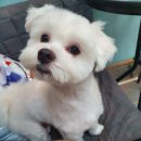 멍스바스 이미지