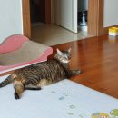 차차하우스 이미지