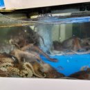 낙지명가 이미지