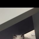 고양이분양 꽃개와 꽃냥 인천 청라점 이미지