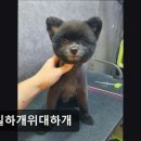 은밀하개위대하개 | (수원, 강아지, 고양이, 애견미용, 추천!) 은밀하개위대하개 수원 애견미용, 1대1 집중 케어