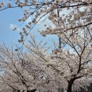 주식회사 노바렉스 | 화사 유산균, 피부 면역 관리 직접 먹어본 솔직 후기 (100 억 피부면역 유산균)
