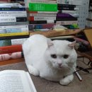 희봉선생 이미지