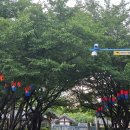 청사초롱 이미지