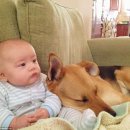 The best puppy 이미지