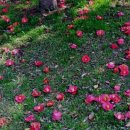 마라향기 이미지