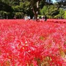 선운사꽃무릇 이미지